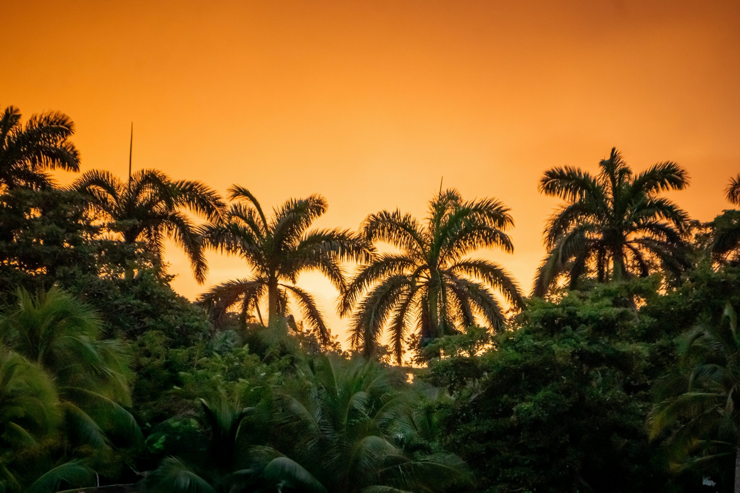 Silhouetted palm trees against a vivid orange sunset sky in Jamaica