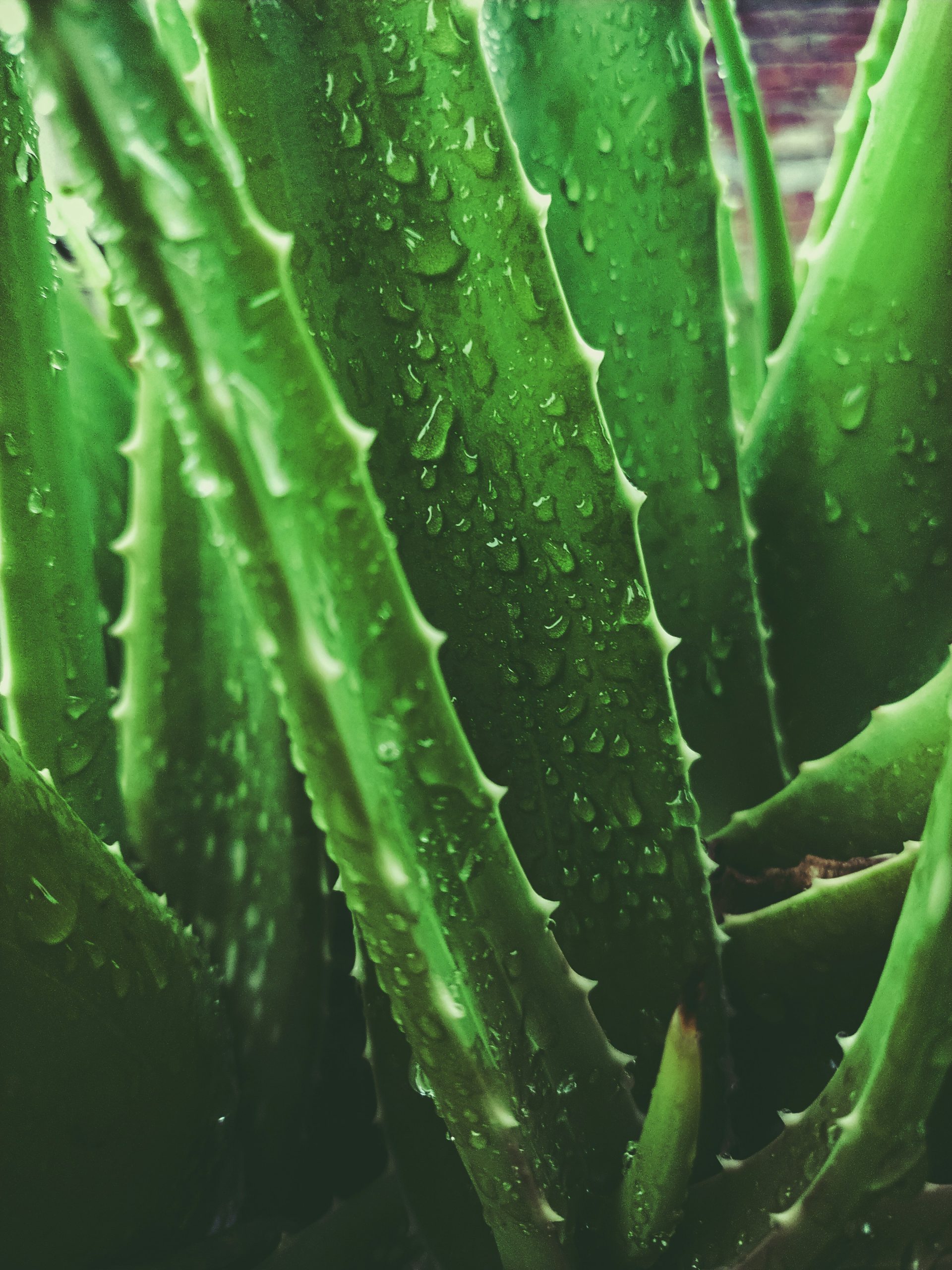 aloe vera plant vacation essential