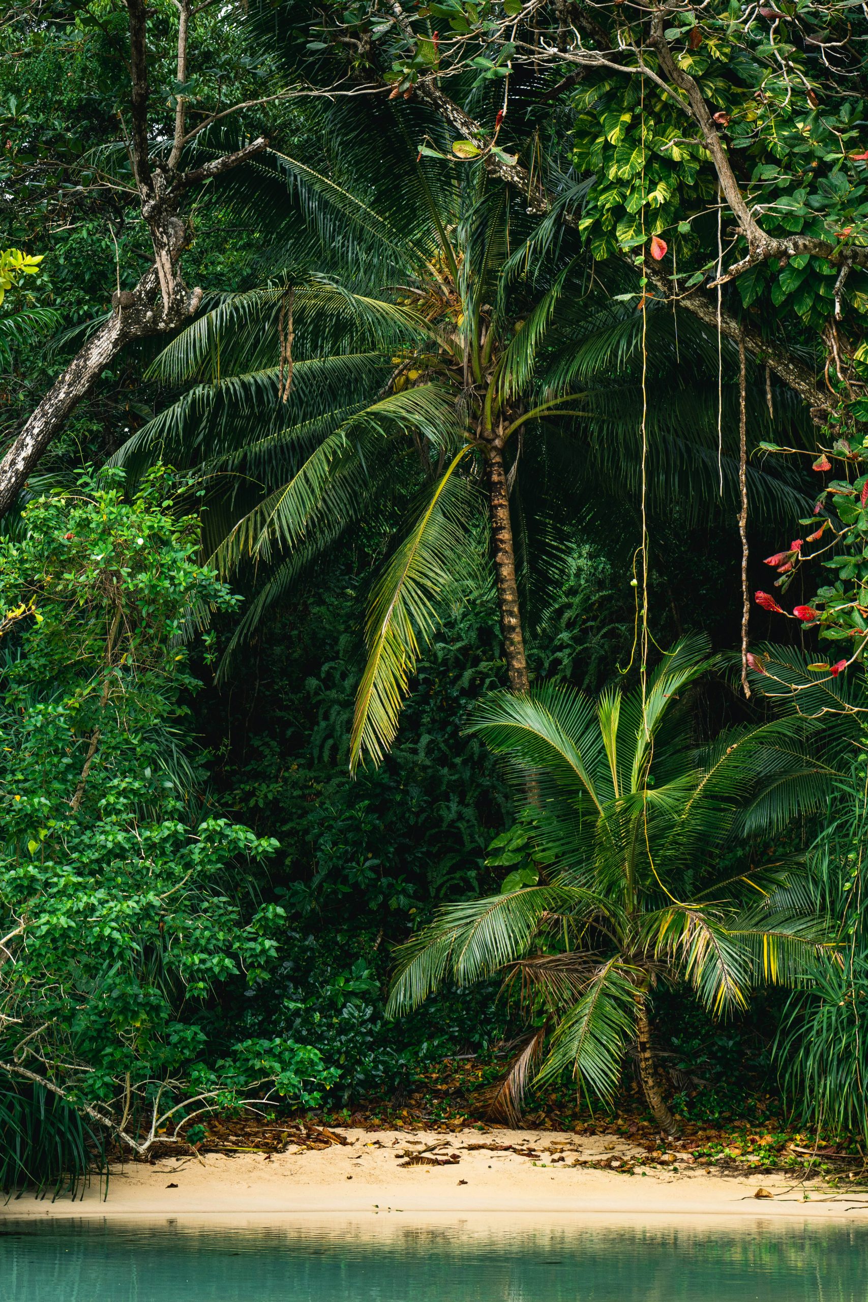 Landscape shot of a rainforest in Mayfield Falls Jamaica