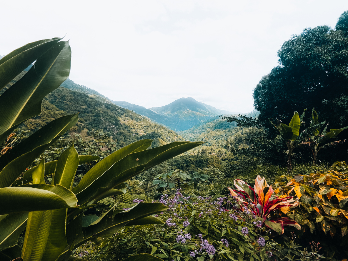 Tropical plants and wildflowers framing a mountain valley view on a rainforest hiking trail near Montego Bay Jamaica
