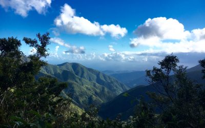 Blue Mountains Day Trip from Montego Bay