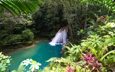 Hiking Jamaica’s UNESCO Rainforest