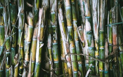 The History of Round Hill