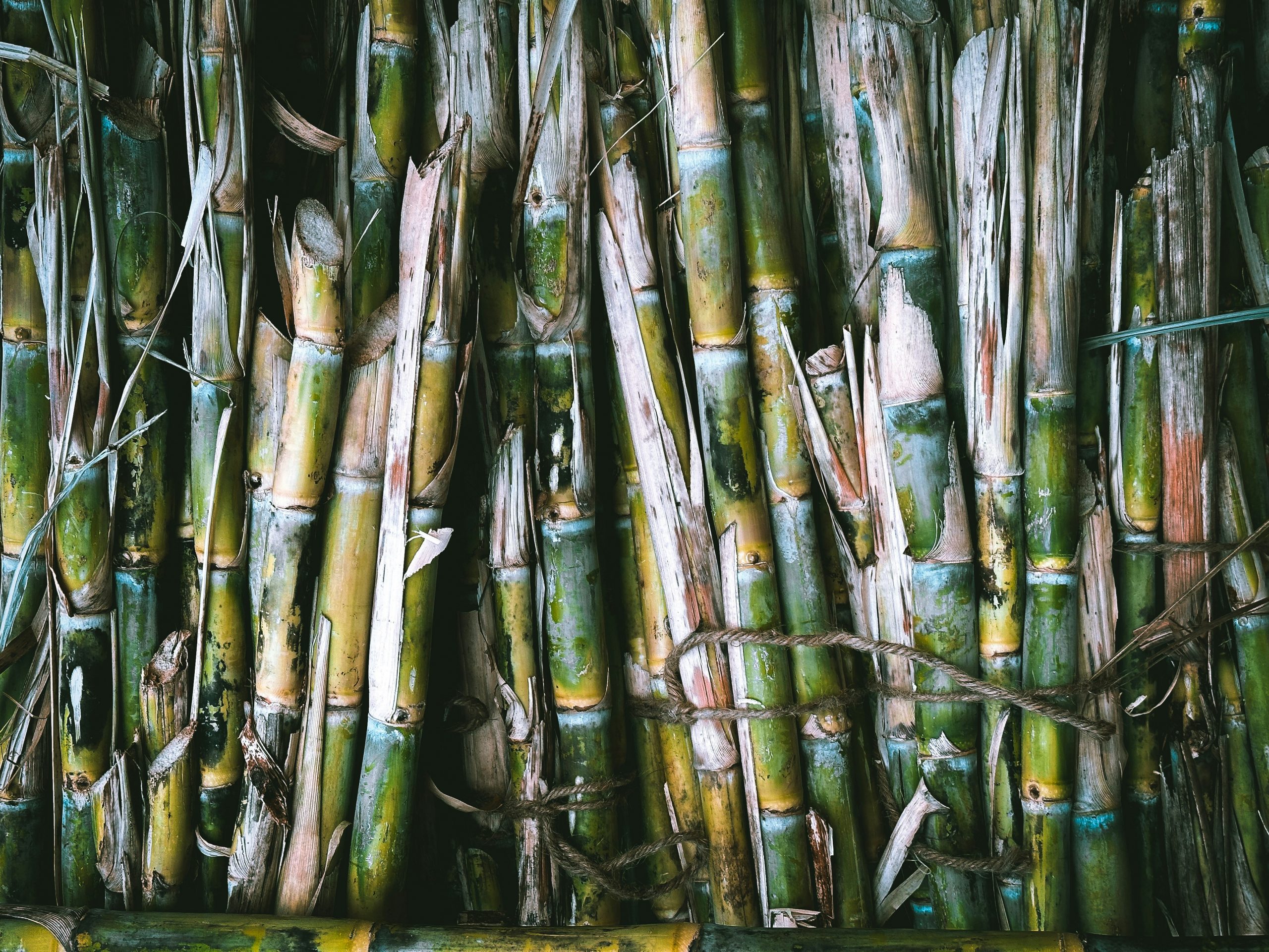 Close‑up of sugarcane stalks 