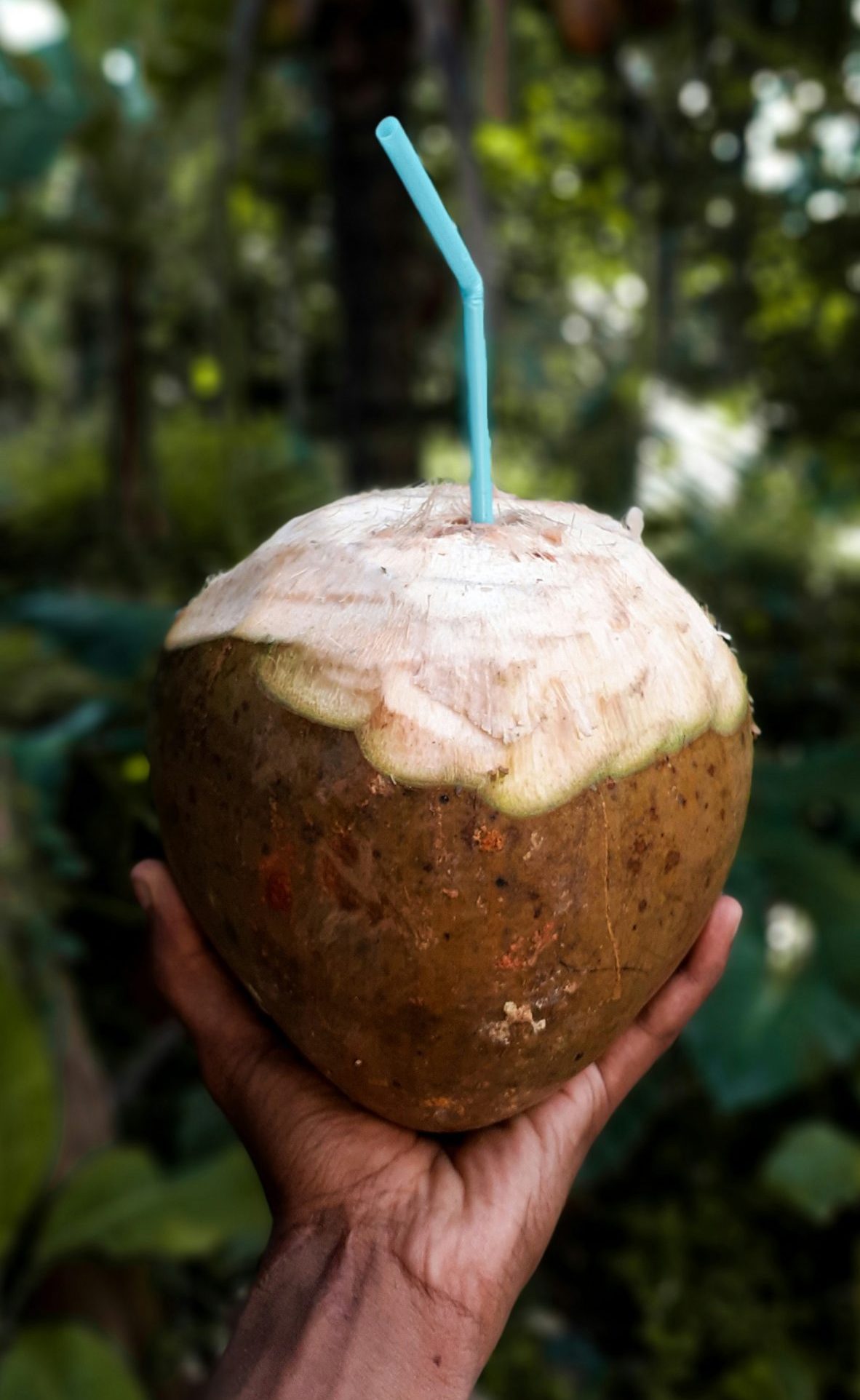 fresh coconut in Jamaica