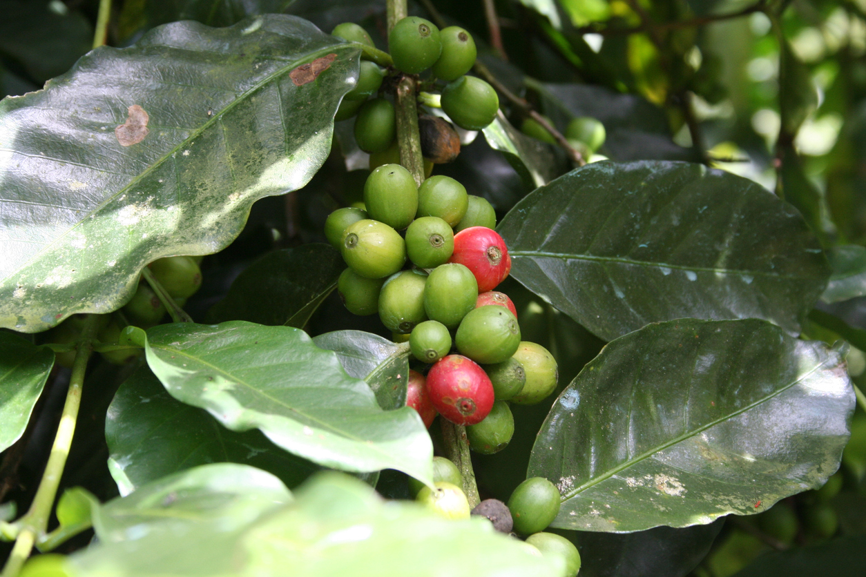 Coffee plant in the Blue Mountains on the island Jamaica in the Caribbean