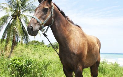 Horseback Riding in Montego Bay