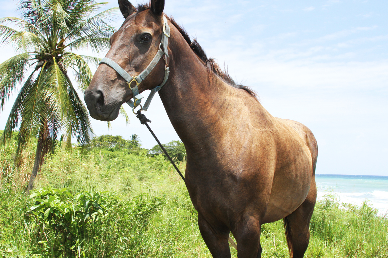 horse standing in lush greenery near the coast in Montego Bay, Jamaica, wearing a halter, with palm trees and ocean in the background.