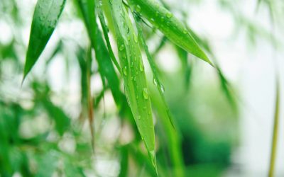 Montego Bay During the Rainy Season